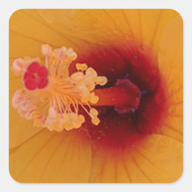 Pegatina Cuadrada Hibiscus (Anverso)