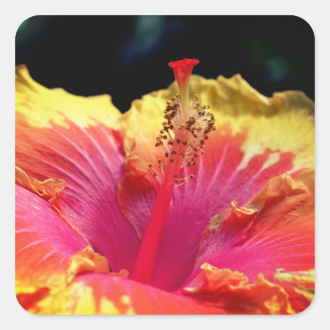 Pegatina Cuadrada Hibiscus Flower Up Close (Anverso)