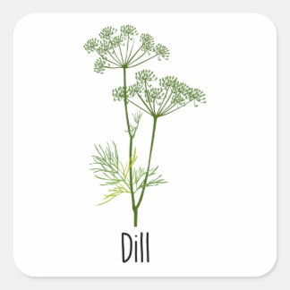 Pegatina Cuadrada Hierba de las especias Dill