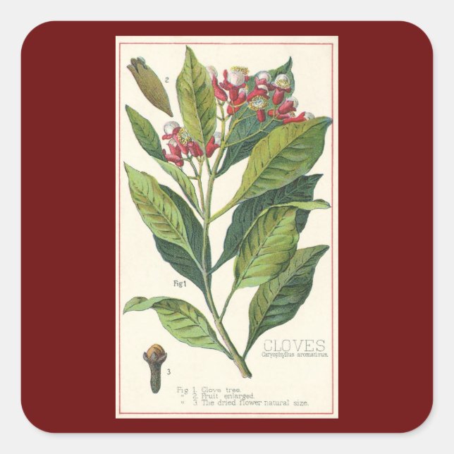 Pegatina Cuadrada Hierbas alimenticias vintage especias, tendedero (Anverso)
