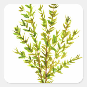 Pegatina Cuadrada Hierbas aromáticas