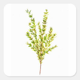 Pegatina Cuadrada Hierbas aromáticas