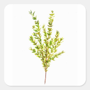 Pegatina Cuadrada Hierbas aromáticas
