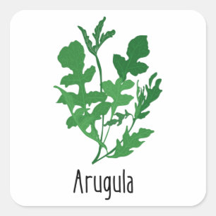 Pegatina Cuadrada Hierbas de las especias de Arugula