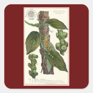Pegatina Cuadrada Hierbas y especias de alimentos antiguos, planta d