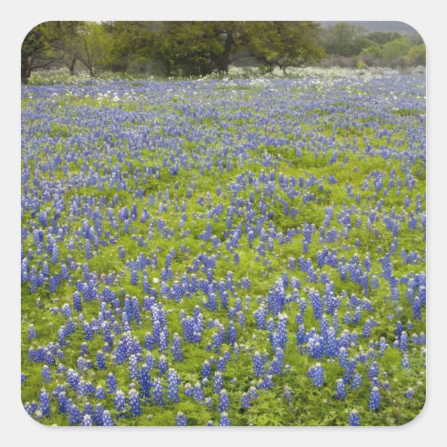 Pegatina Cuadrada Hill Country, Texas, Bluebonnets y Oak tree (Anverso)