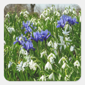 Pegatina Cuadrada Hillside of Early Spring Flowers Landscape