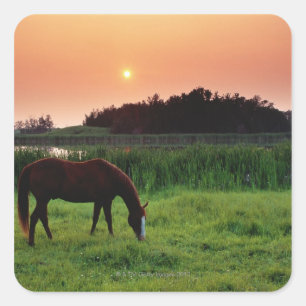 Pegatina Cuadrada Hípica en el campo al atardecer cerca de Edmonton,