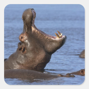 Pegatina Cuadrada Hipopótamo (Hippopótamo amphibius) en el