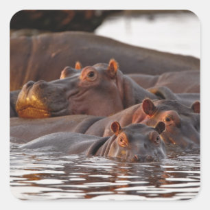 Pegatina Cuadrada Hipopótamo, Hippopotamus amphibius, Lago
