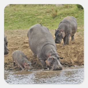 Pegatina Cuadrada Hipopótamo, Hippopotamus amphibius, Serengeti