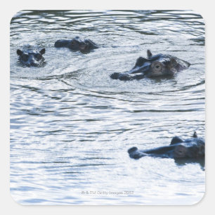 Pegatina Cuadrada Hipopótamos varados en un río, África