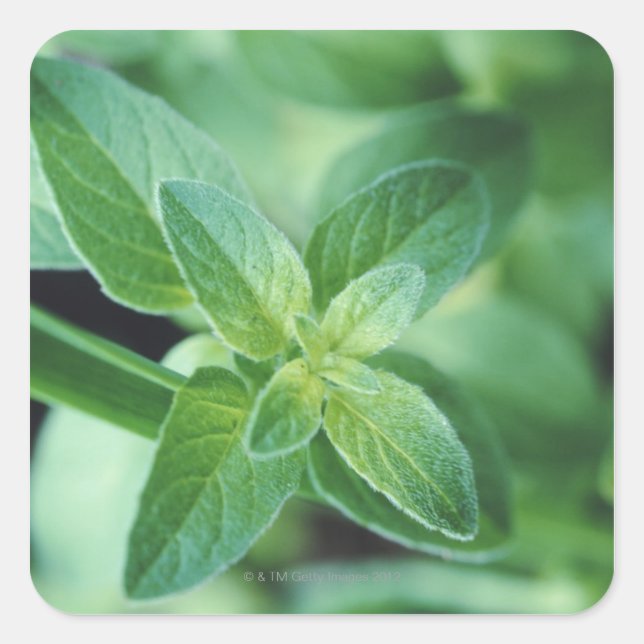 Pegatina Cuadrada Hoja de menta fresca (Anverso)