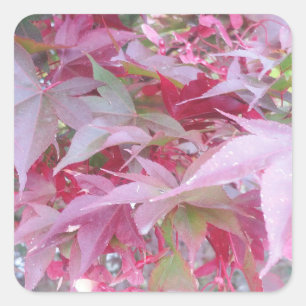 Pegatina Cuadrada Hojas De Caída Rosadas Y Saladas