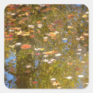 Pegatina Cuadrada Hojas de otoño y reflejo de arroyo en Greenbelt