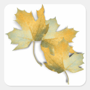 Pegatina Cuadrada Hojas doradas de otoño