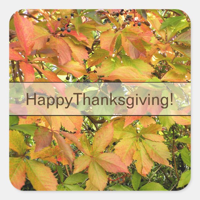 Pegatina Cuadrada Hojas silvestres de vid otoñales (Anverso)