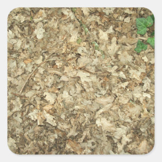 Pegatina Cuadrada hojas. Suelo de bosque. Terreno espantoso.