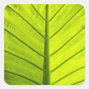 Pegatina Cuadrada Hojas verdes veteadas de follaje tropical en