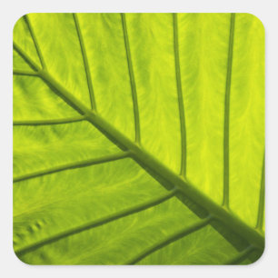 Pegatina Cuadrada Hojas verdes veteadas de follaje tropical en 2