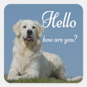 Pegatina Cuadrada Hola Amante de Perro Cachorro Golden Retriever