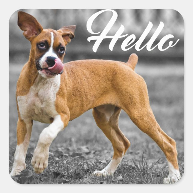 Pegatina Cuadrada Hola Boxer Puppy Dog Greet (Anverso)