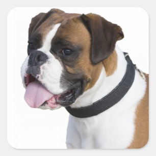 Pegatina Cuadrada Hola cachorro Boxer marrón y blanco