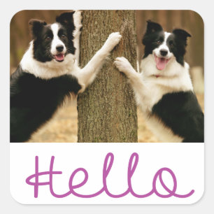 Pegatina Cuadrada Hola cachorro de perro Border Collie negro y blanc