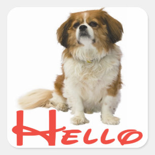 Pegatina Cuadrada Hola Cachorro de Perro Spaniel King Charles Cavali