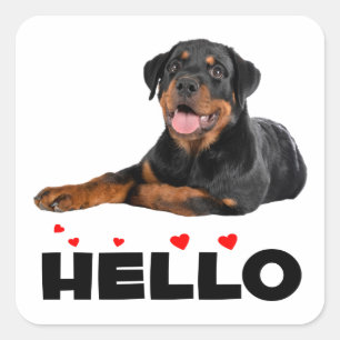 Pegatina Cuadrada Hola cachorro Rottie Rottweiler lindo