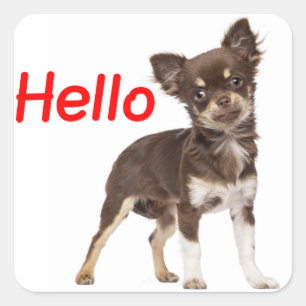 Pegatina Cuadrada Hola Chihuahua Perro de pelo largo