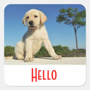 Pegatina Cuadrada Hola / Hola Stickers de cachorro de Labrador Retri