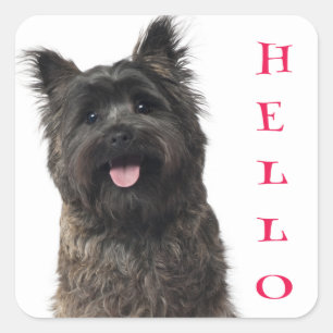 Pegatina Cuadrada Hola Pegatinas de Cairn Terrier Puppy Dog