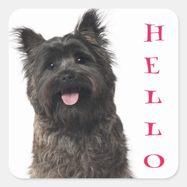 Pegatina Cuadrada Hola Pegatinas de Cairn Terrier Puppy Dog (Anverso)