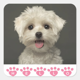 Pegatina Cuadrada Hola Pegatinas/focas maltesas de perro con pipa