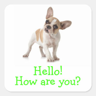 Pegatina Cuadrada Hola Sticker de cachorro de perro Bulldog Francés