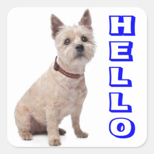 Pegatina Cuadrada Hola Stickers de Cachorro de Perro Terrier Cairn d