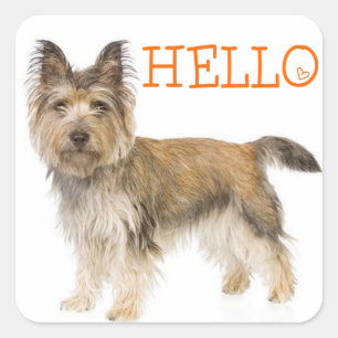 Pegatina Cuadrada Hola Stickers de saludo de cachorro de perro Terri