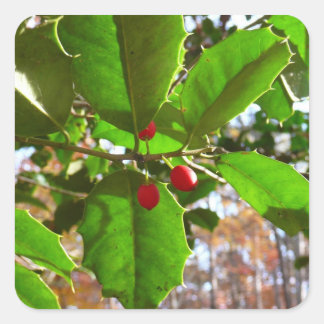 Pegatina Cuadrada Holly Leaves II Naturaleza de las vacaciones Botán