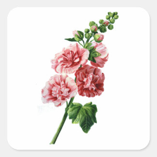 Pegatina Cuadrada Hollyhock rosa extraído de la naturaleza