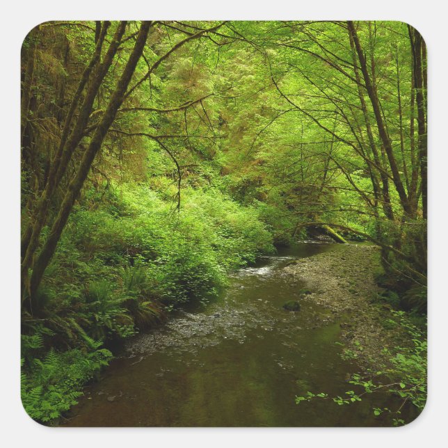 Pegatina Cuadrada Hombre perdido en el parque nacional Redwood (Anverso)