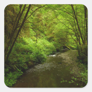 Pegatina Cuadrada Hombre perdido en el parque nacional Redwood