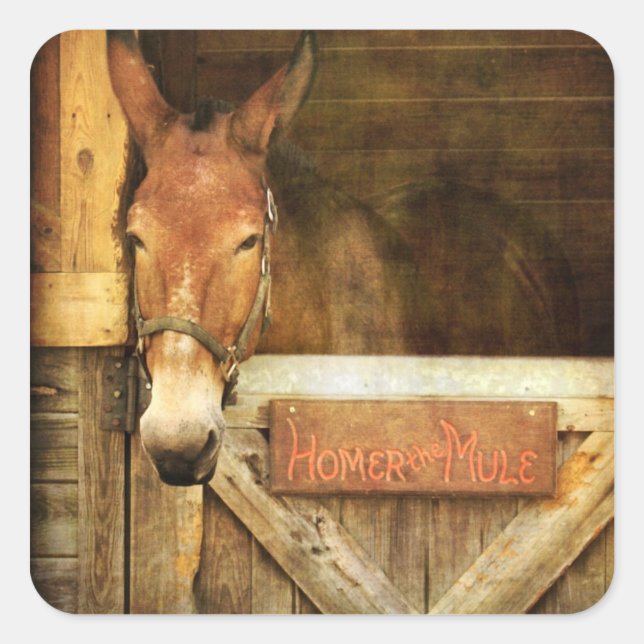 Pegatina Cuadrada Homer the Mule (Anverso)
