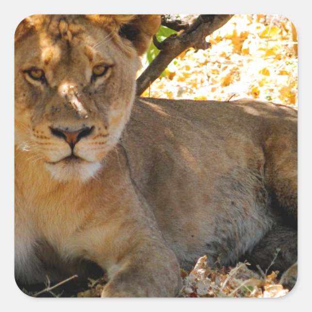 Pegatina Cuadrada Hora de Siesta (Anverso)
