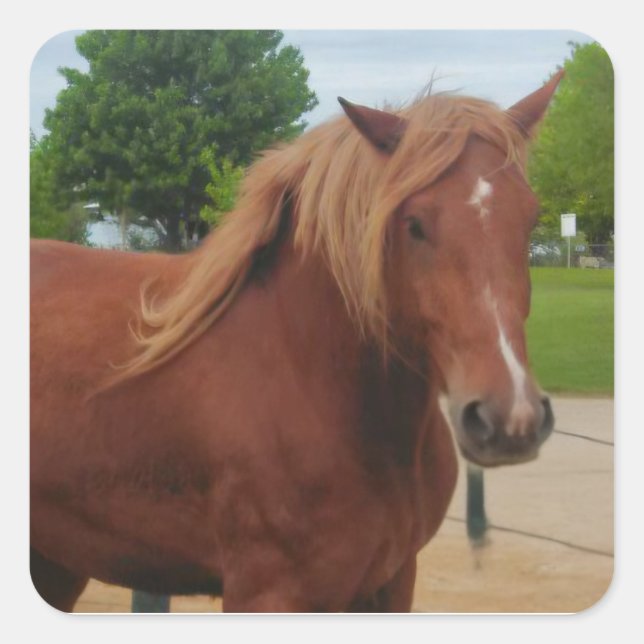Pegatina Cuadrada Horse Flat Card Cute Country Western Equine Note (Anverso)