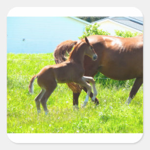 Pegatina Cuadrada Horse Pony Baby Fool Cute