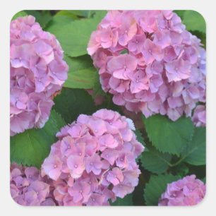 Pegatina Cuadrada Hortensia hidrangea bush rosa