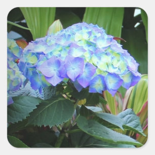 Pegatina Cuadrada Hortensias Azules Flores Fotografía Floral Natural