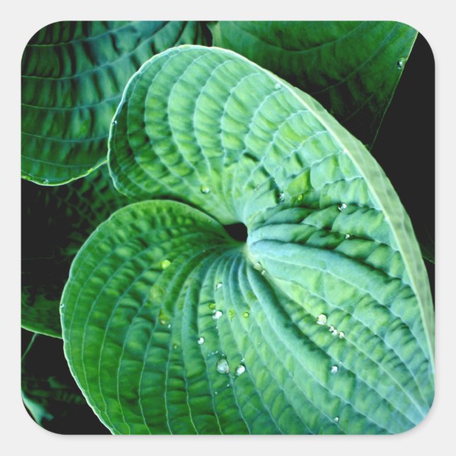 Pegatina Cuadrada Hosta Heart (Anverso)