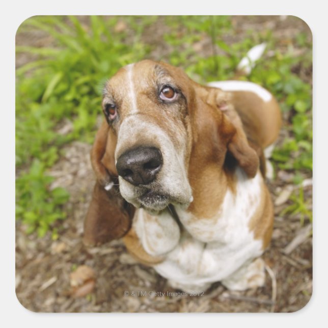 Pegatina Cuadrada Hound 2 Basset (Anverso)